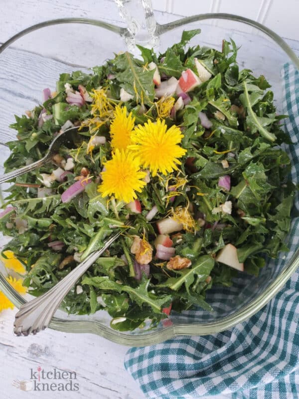 Dandelion Greens - A Foraging Treasure!! | Kitchen Kneads